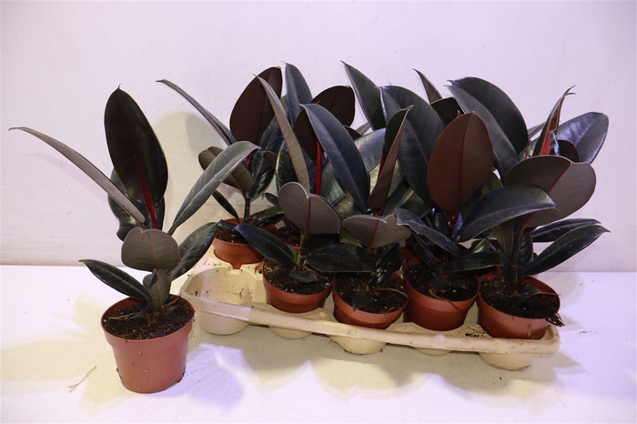 <h4>Fic El Abidjan</h4>