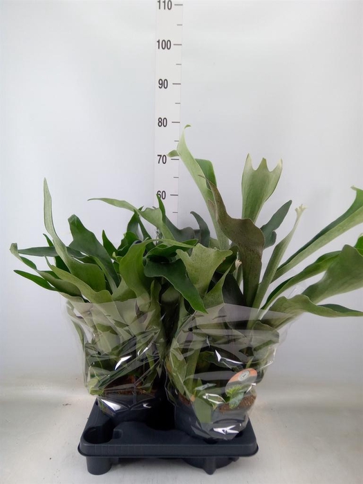 <h4>Platycerium bifurc.</h4>