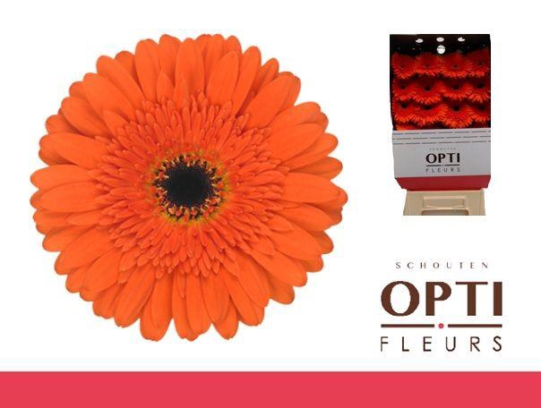 <h4>Gerbera Candela Diamond</h4>