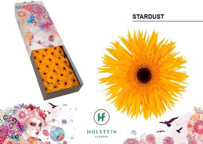 <h4>Gerbera GBS 'Gerspider Stardust'</h4>