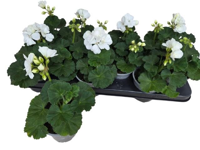 <h4>PEL ZON SA WHITE</h4>