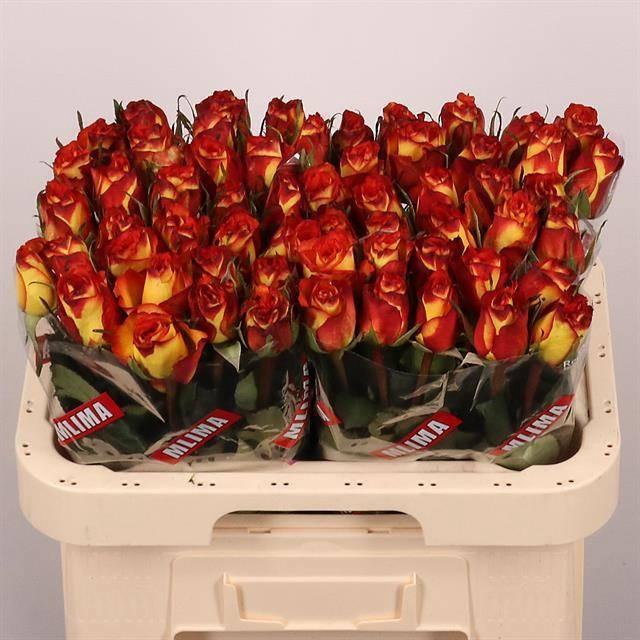 <h4>R GR HIGH & MAGIC</h4>