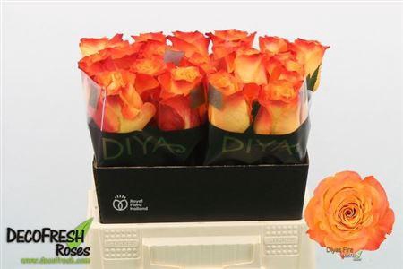 <h4>R Gr Diyas Fire</h4>