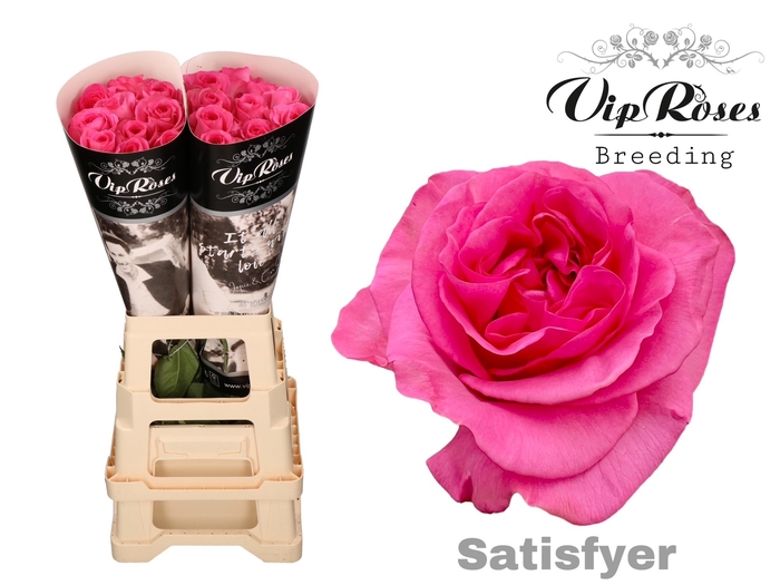 <h4>R GR OV VIP SATISFYER</h4>