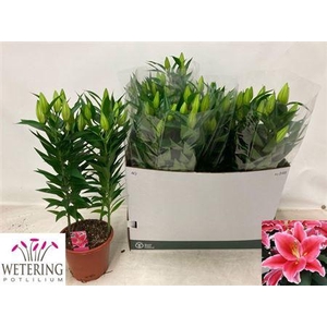 Lil Or After Eight 4pp