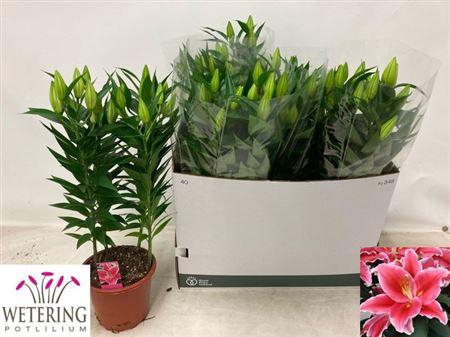 <h4>Lil Or After Eight 4pp</h4>