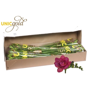 Freesia du Expression