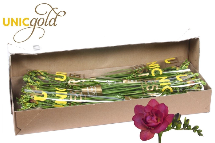 <h4>Freesia du Expression</h4>