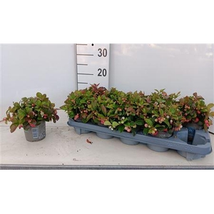 Gaulth Procumbens