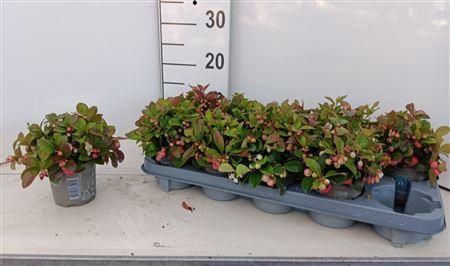 <h4>Gaulth Procumbens</h4>
