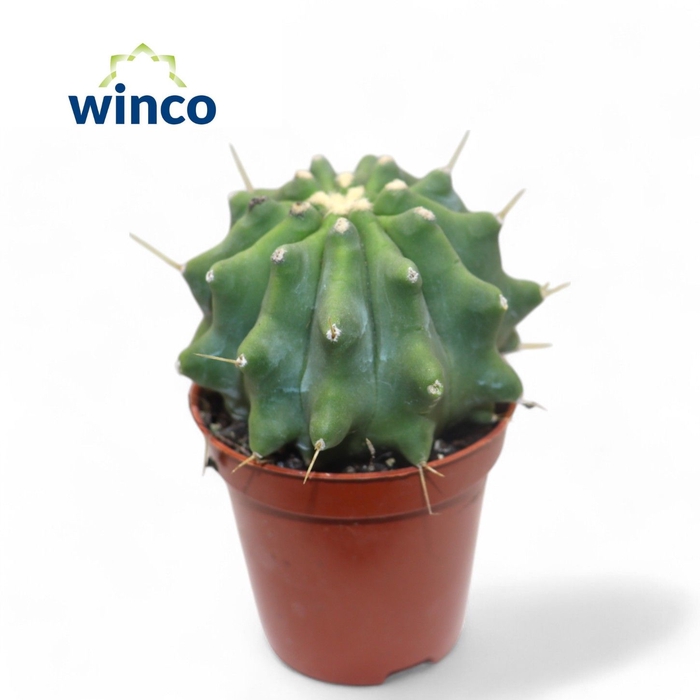 <h4>Ferocactus Glaucescends Inermis</h4>