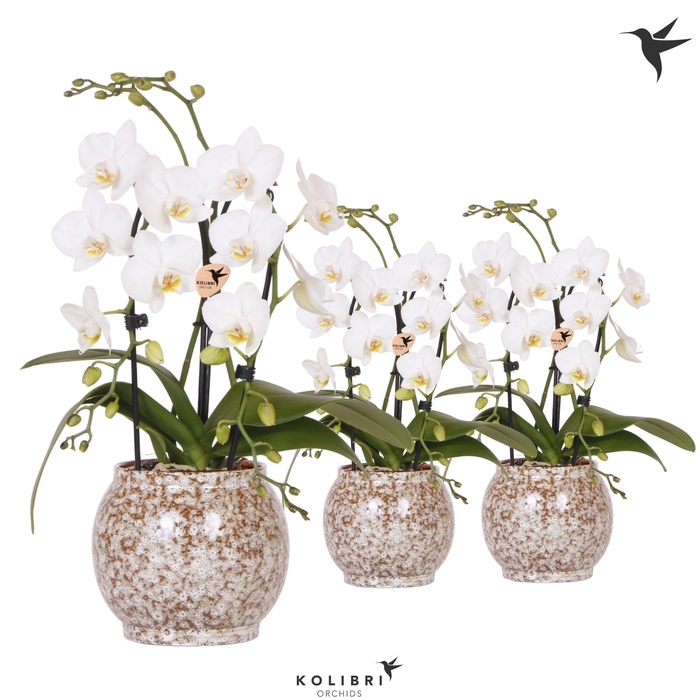 <h4>Kolibri Orchids Phalaenopsis Cascade Niagara Fall white 2 spike in Safari pot</h4>