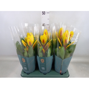 Vriesea  'Intenso Yellow Flame'