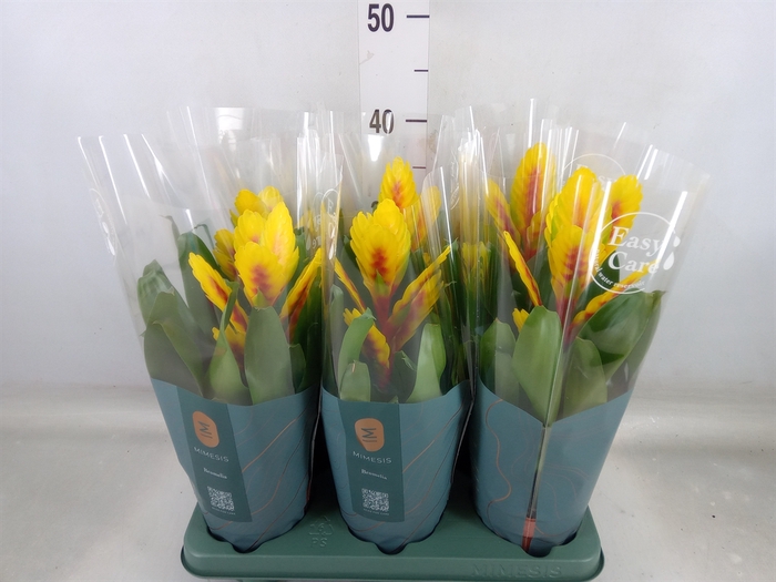 <h4>Vriesea  'Intenso Yellow Flame'</h4>