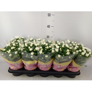 Chrysanthemum  'Brave'