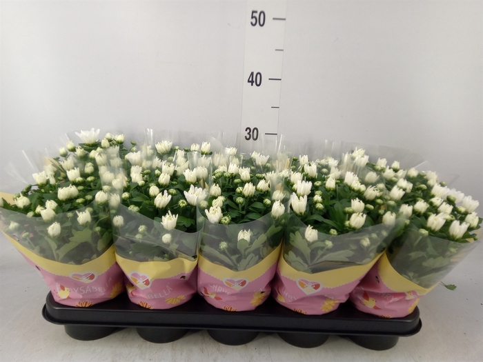 <h4>Chrysanthemum  'Brave'</h4>