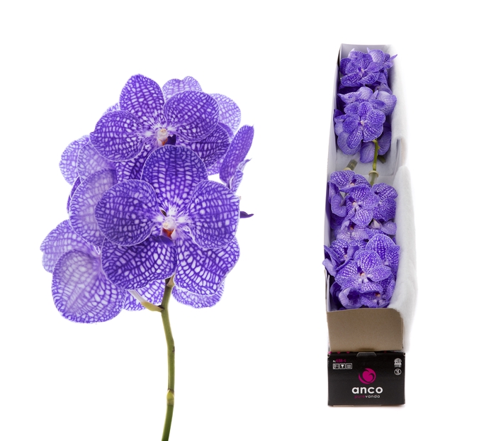 <h4>Vanda Kanchana Indigo</h4>