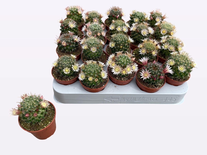 <h4>Mammillaria</h4>