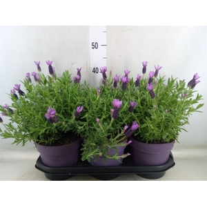 Lavandula stoec. 'Anouk'