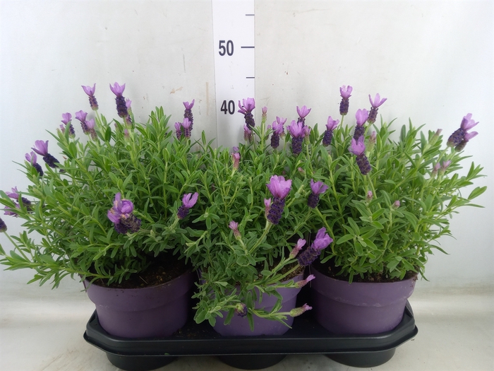 <h4>Lavandula stoec. 'Anouk'</h4>