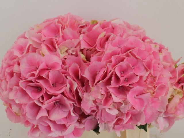 <h4>HYDR M ROYAL LOVE</h4>