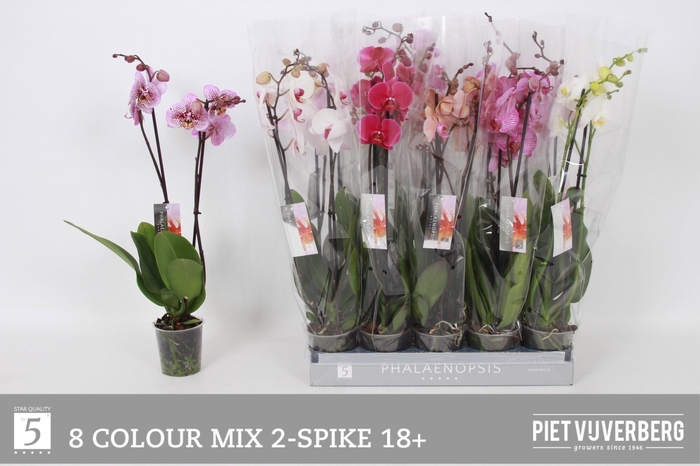 <h4>PHAL GEM 8 KL</h4>