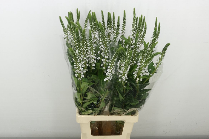<h4>Lysim Clethroides</h4>