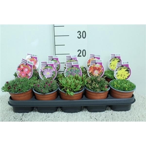 Delosperma mix P12 (potgekweekt)