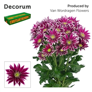 Chr T Bolte Decorum