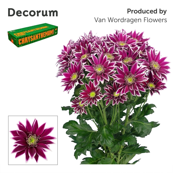 <h4>Chr T Bolte Decorum</h4>
