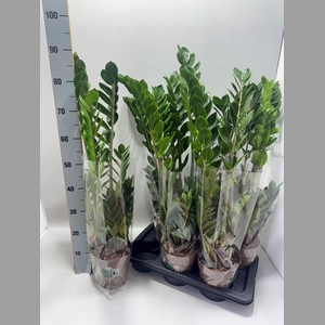 ZAMIO ZAMIIFOLIA
