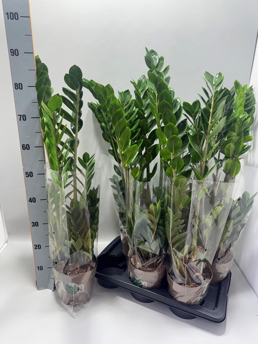 <h4>ZAMIO ZAMIIFOLIA</h4>