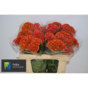 CEL C REPRISE ORANGE