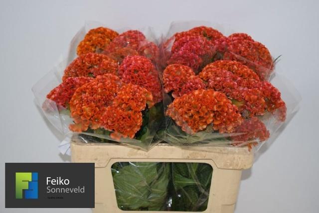 <h4>CEL C REPRISE ORANGE</h4>