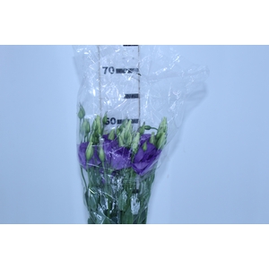 LISIANTHUS ECHO BLUE 070 CM MIN 500 GRAMAS ROXO