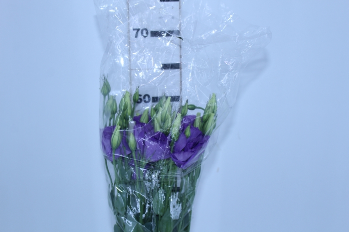 LISIANTHUS ECHO BLUE 070 CM MIN 500 GRAMAS ROXO
