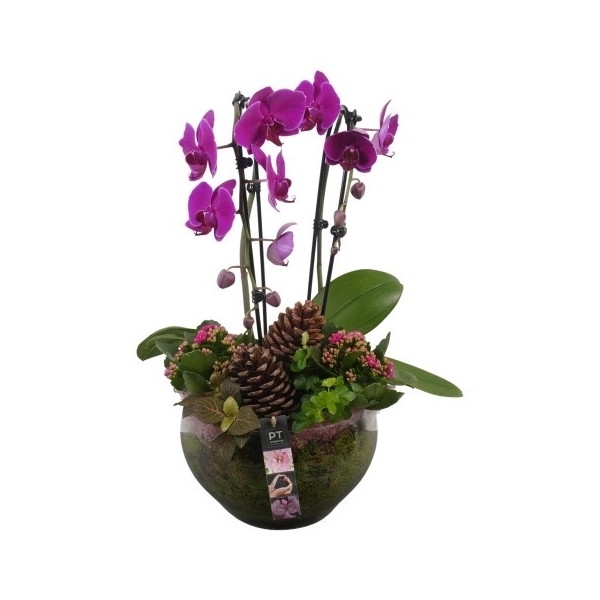 <h4>PTHG3410 Arrangement Autumn Glass in glas schaal</h4>