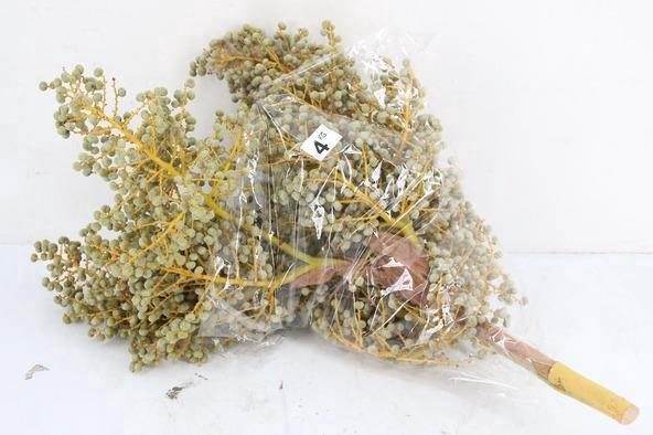 <h4>DADEL TAK 4 KILO</h4>