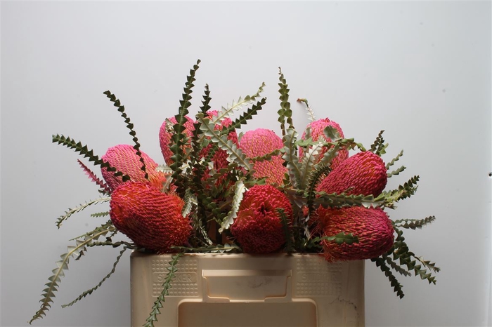 Banksia Speciosa Dusty Pink