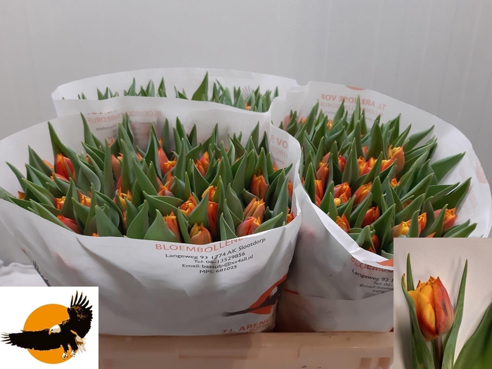 <h4>TU DU ATLAS</h4>