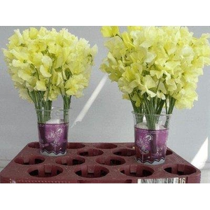 Lathyrus paint yellow