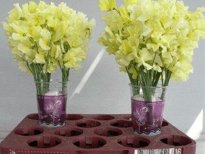 <h4>Lathyrus paint yellow</h4>
