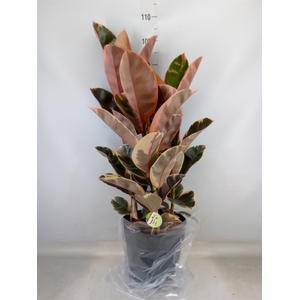 Ficus elastica 'Belize'