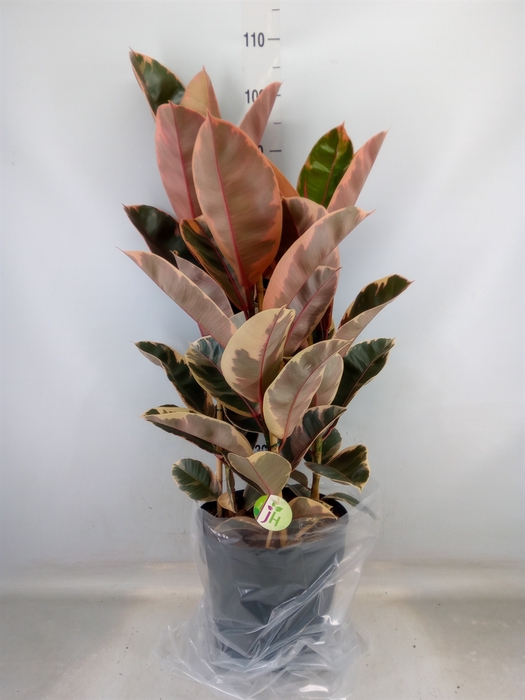 <h4>Ficus elastica 'Belize'</h4>