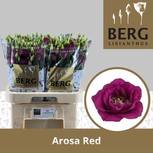 EUS G AROSA RED