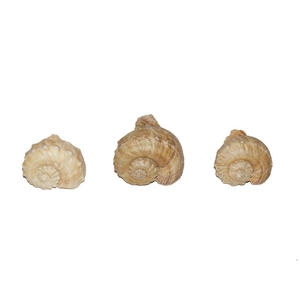 Schelpen Chirater 1kg