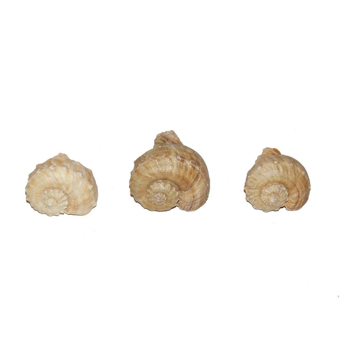 <h4>Chirater 1kg</h4>