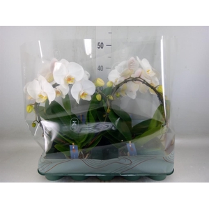 Phalaenopsis   ...white