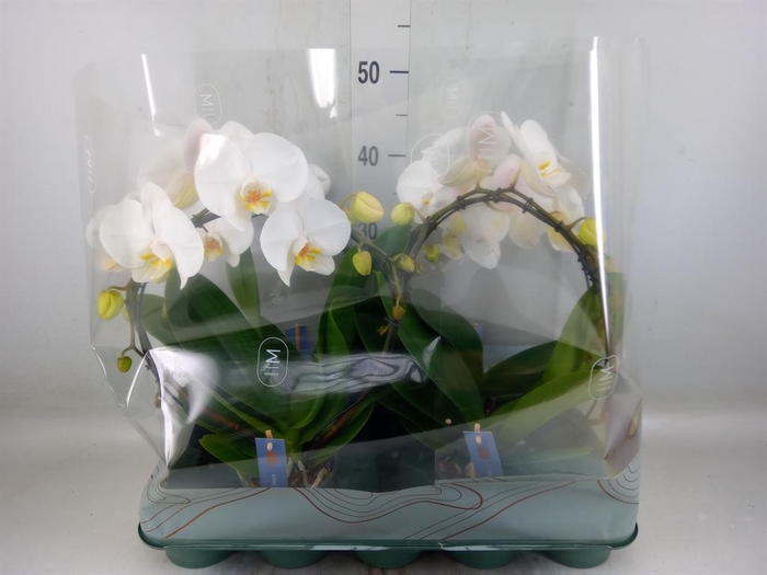<h4>Phalaenopsis   ...white</h4>