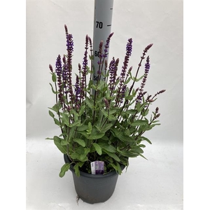 SALVIA NEMOROSA